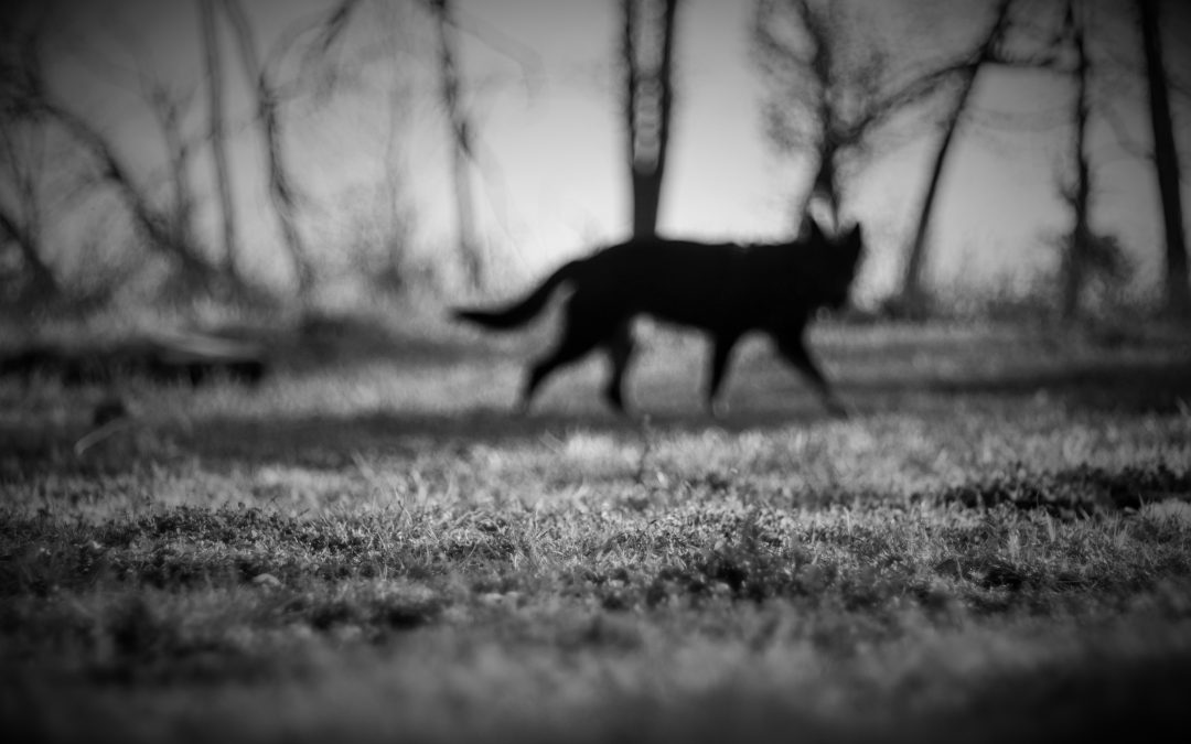 The Black Shuck and The Black Dogs of Norfolk